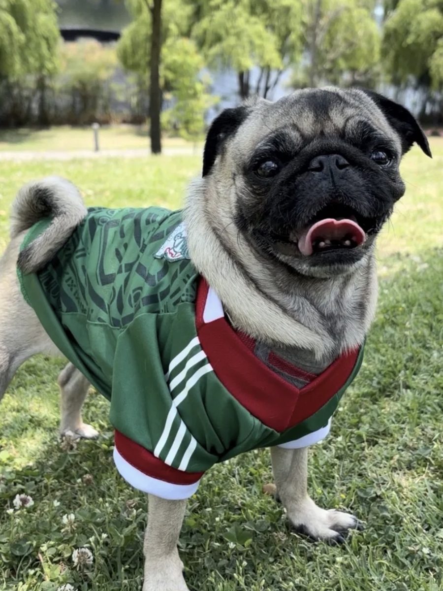 Emma en el parque con la lengua de fuera y una playera verde